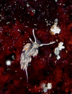 Tiny Nudibranch. Bowen Island, British Columbia, Canada. ... by Stephen Holinski 